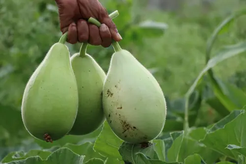 Fresh bottle gourd grown from premium seeds in Pakistan home garden