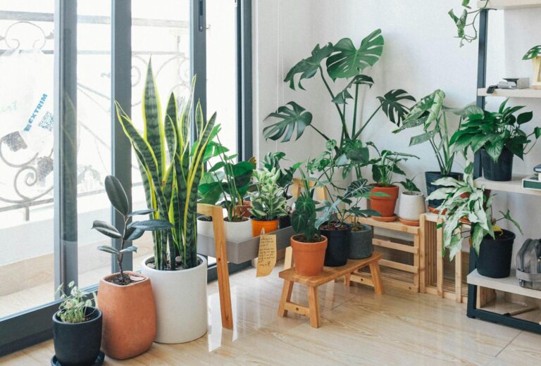 Best indoor plants for Pakistani homes – SeedBeej.pk