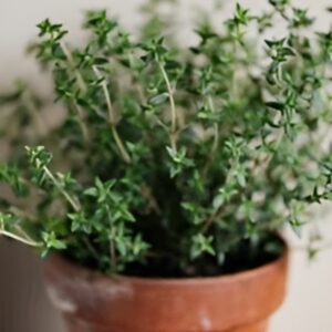 Healthy live thyme plant with small green leaves growing in pot in Pakistan garden