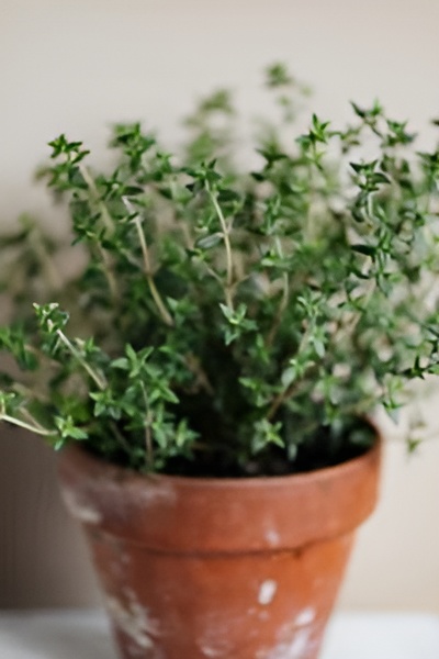 Healthy live thyme plant with small green leaves growing in pot in Pakistan garden