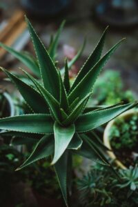 Healthy Aloe Vera plant in a pot for home gardening in Pakistan