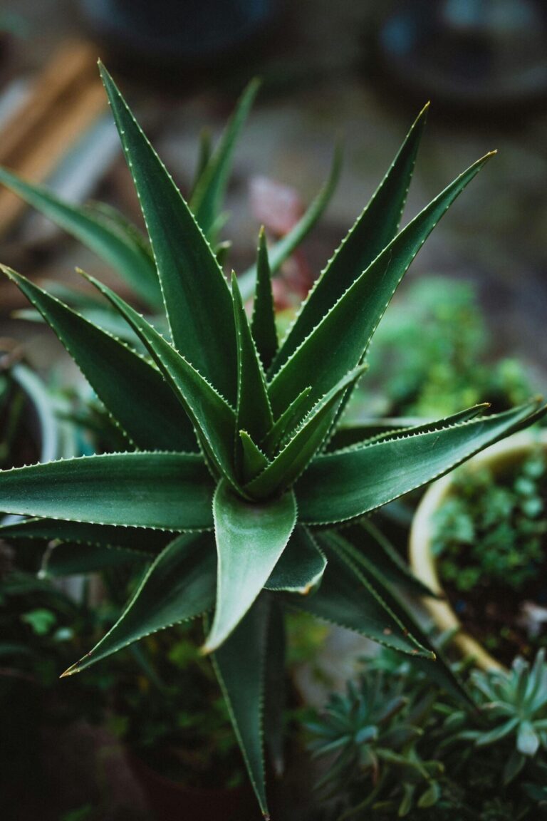Healthy Aloe Vera plant in a pot for home gardening in Pakistan