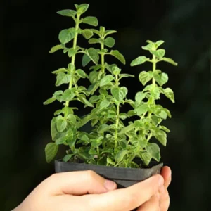 plant (15) Oregano Plant