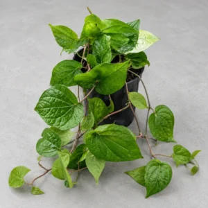 Healthy Paan Vine (Betel Leaf Plant) with glossy green leaves – SeedBeej.pk Healthy Paan Vine (Betel Leaf Plant) with glossy green leaves – SeedBeej.pk