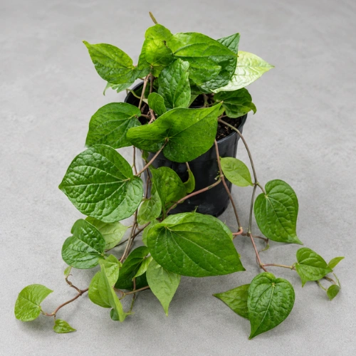 Healthy Paan Vine (Betel Leaf Plant) with glossy green leaves β SeedBeej.pk Healthy Paan Vine (Betel Leaf Plant) with glossy green leaves β SeedBeej.pk