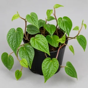 Healthy Paan Vine (Betel Leaf Plant) with glossy green leaves – SeedBeej.pk Healthy Paan Vine (Betel Leaf Plant) with glossy green leaves – SeedBeej.pk