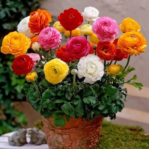 Ranunculus flower in full bloom – SeedBeej.pk