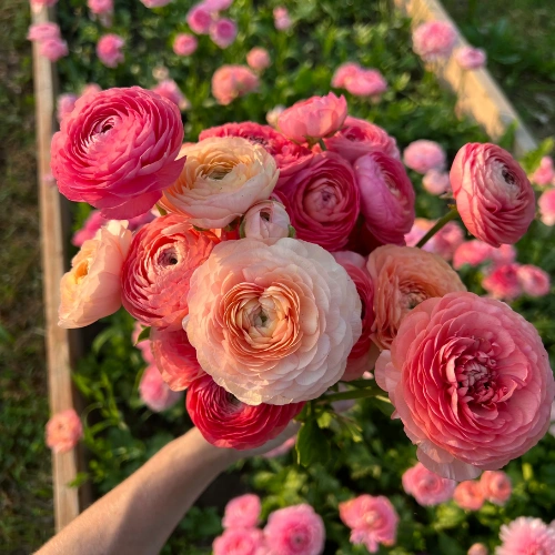 Healthy Ranunculus plant seeds for winter gardening