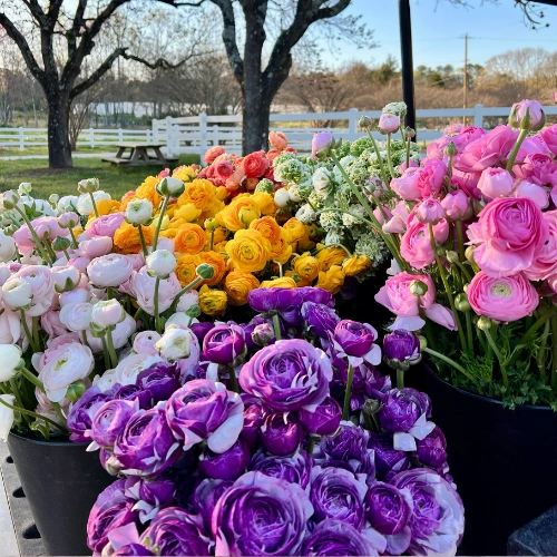 Healthy Ranunculus plant seeds for winter gardening