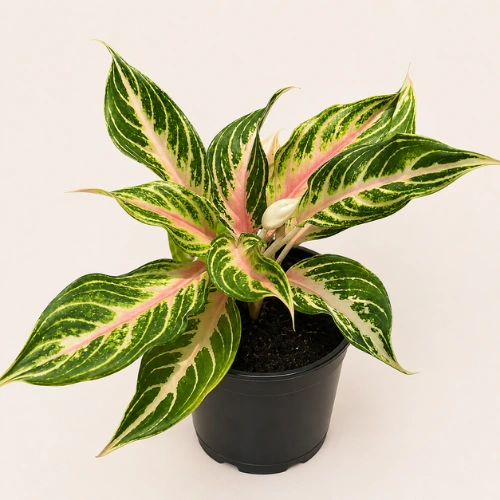 Buy Red and Green Aglaonema Plant online in Pakistan Buy Red and Green Aglaonema Plant online in Pakistan