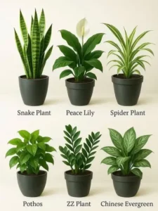 Air purifying indoor plants in Pakistan placed in low light apartment space with organic compost and plant care tools from SeedBeej.pk