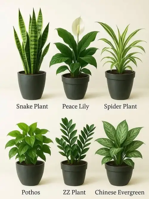 Air purifying indoor plants in Pakistan placed in low light apartment space with organic compost and plant care tools from SeedBeej.pk