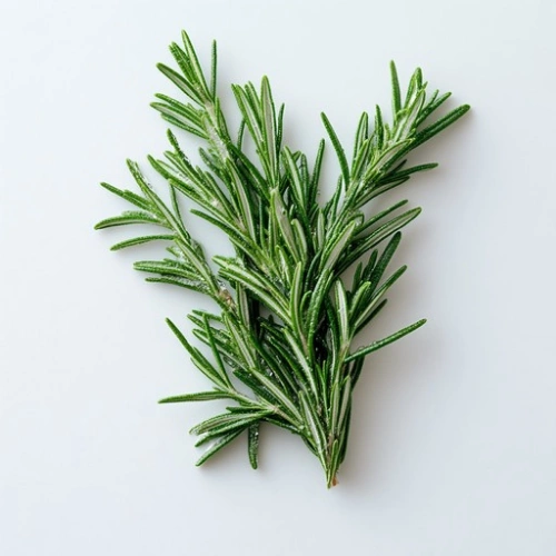 Buy Rosemary seeds in Pakistan