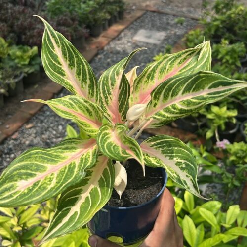 red and green leaves of Aglaonema Red Sunset β SeedBeej.pk