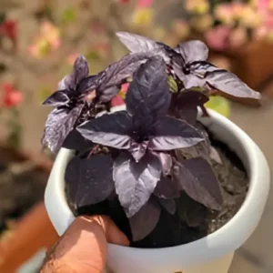 Red basil plant with vibrant purple leaves growing in a garden pot under full sun in Pakistan