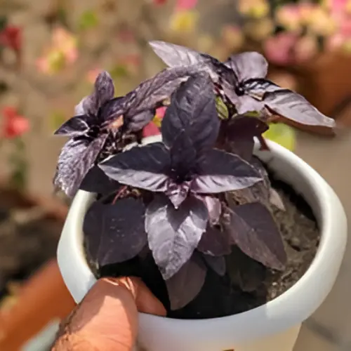Red basil plant with vibrant purple leaves growing in a garden pot under full sun in Pakistan