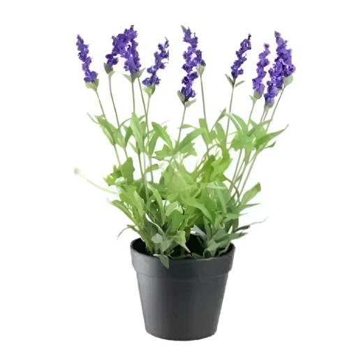 Lavender plant in bloom with purple flowers grown in Pakistani home garden