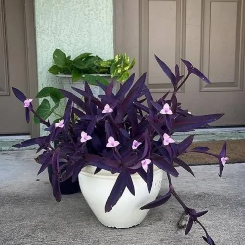 Tradescantia pallida Purple Heart Plant for indoor pots and outdoor landscaping