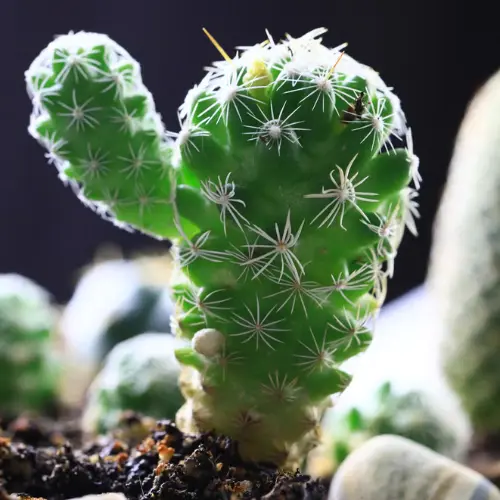 Small cactus plant in ceramic pot with bright green stems and spines