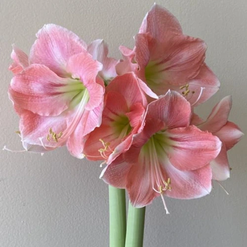 Amaryllis Pink Bulb blooming with soft pink flowers in a garden pot