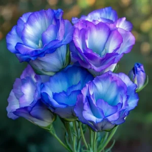 Lisianthus Seeds (20 seeds)