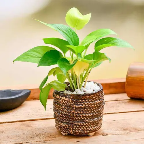 Hanging Golden Money Plant with trailing vines for indoor decoration