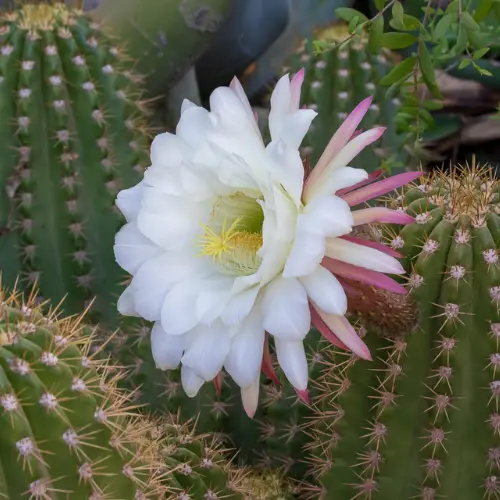 Flowering cactus plant with pink blossoms in outdoor sunlight
