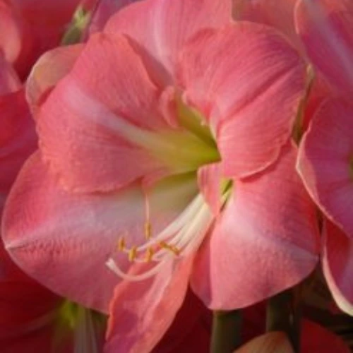 Potted Amaryllis plant with tall green stems and bright pink blossoms