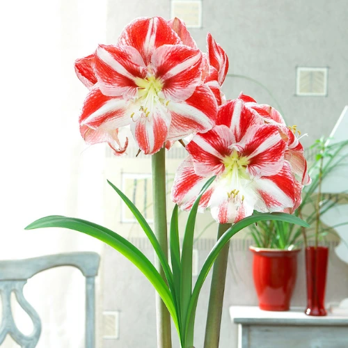 White and Red Amaryllis bulb blooming with striped flowers in a pot