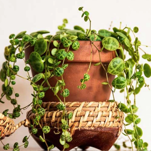 Variegated Turtle Plant with trailing vines and cream-green patterned leaves in pot