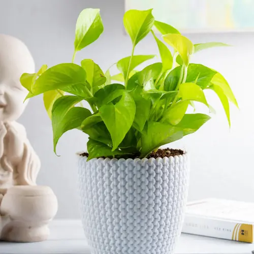 Golden Money Plant with vibrant golden-green leaves in a ceramic pot