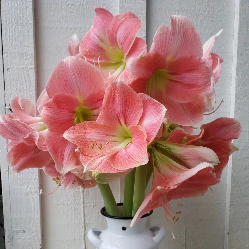 Amaryllis pink plant in full bloom with large trumpet-shaped flowers