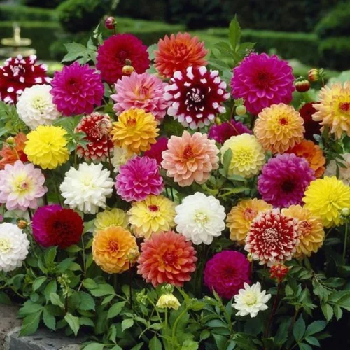 Bright Dahlia flowers in shades of red, yellow, and pink planted in outdoor soil
