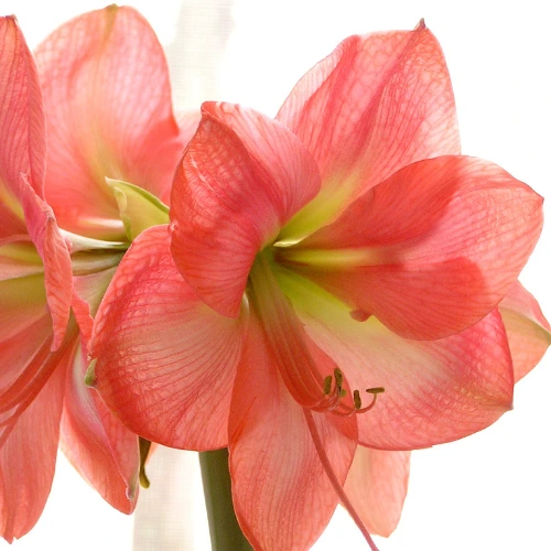 Potted Amaryllis plant with tall green stems and bright pink blossoms