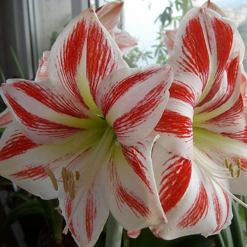 White and Red Amaryllis bulb blooming with striped flowers in a pot