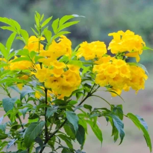 Yellow Tecoma vine plant blooming in sunlight in Pakistan garden