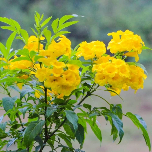 Yellow Tecoma vine plant blooming in sunlight in Pakistan garden