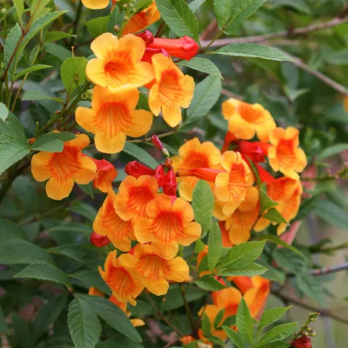 Tecoma vine with vibrant trumpet flowers climbing on garden fence