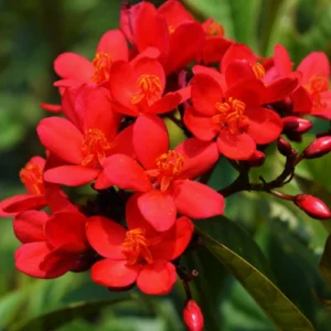 Tecoma vine Plant (mix color)