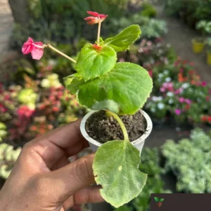 Bada Boom Begonia Pink with clusters of soft pink flowers in bloom