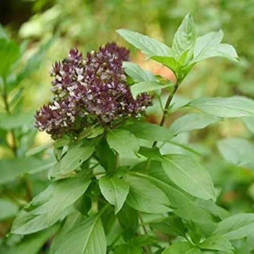 Niazbo plant