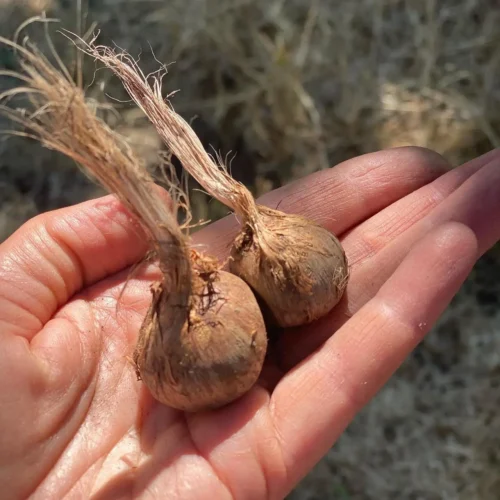 High-quality zafran bulbs for home gardening in Pakistan