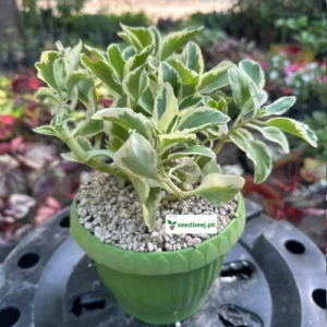 Variegated Sedum Plant (kalanchoe)