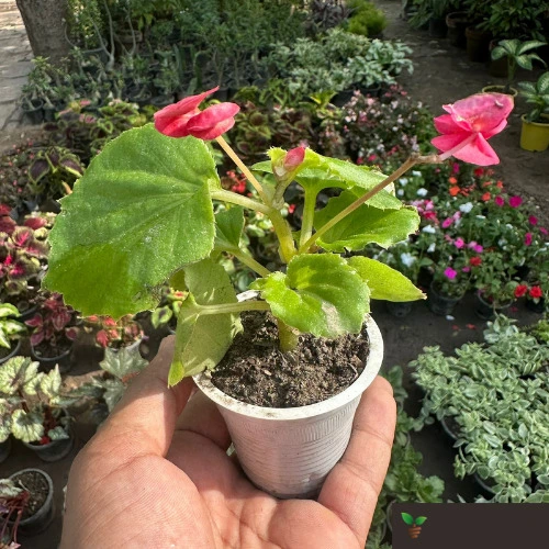 Compact Begonia Pink plant growing in a decorative pot in Pakistan