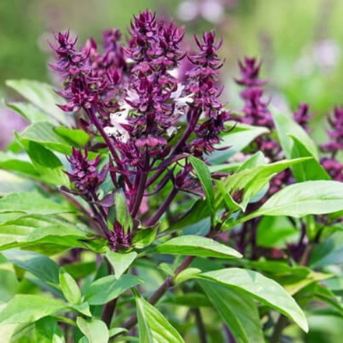 Niazbo plant