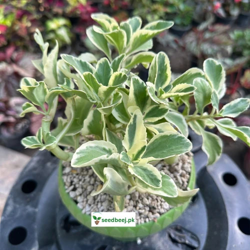Variegated Sedum Plant (kalanchoe)