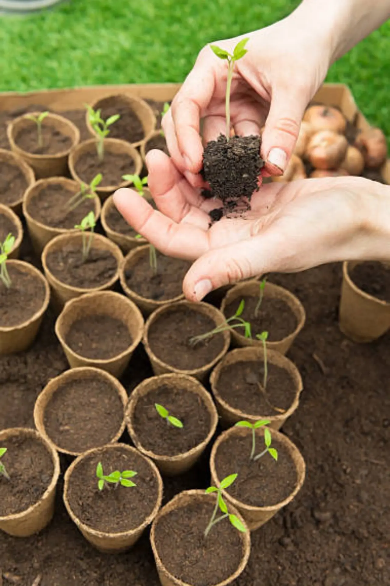 Seed sowing basics for beginners in Pakistan – SeedBeej.pk