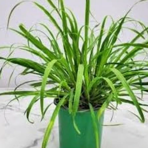 Fresh green Lemongrass plant growing in a home garden in Pakistan