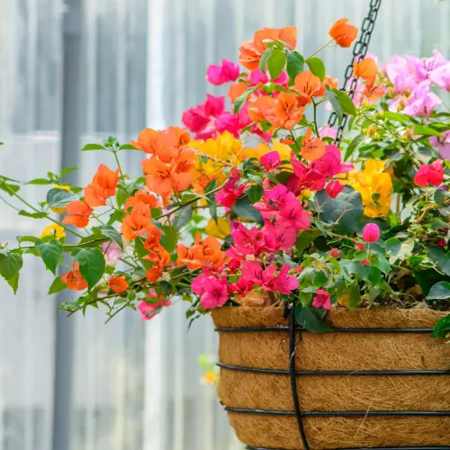 Bougainvillea flowering mix climbing on a wall under full sunlight