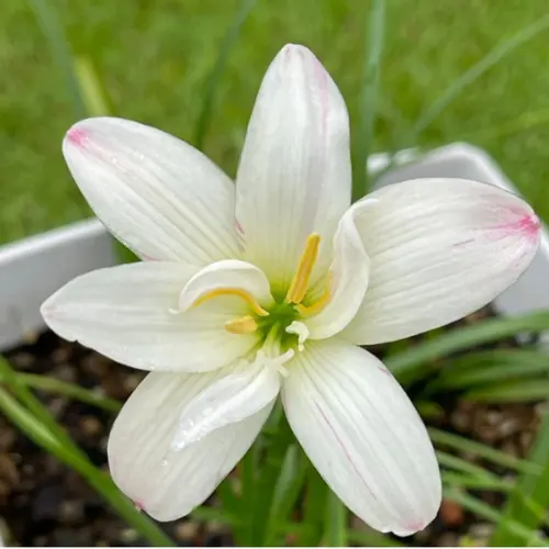 Zephyranthes candida White Rain Lily flowers blooming